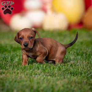 Tiny T, Dachshund Puppy